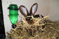 1016-Dieren