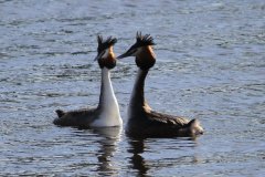 1017-Dieren