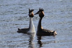 1018-Dieren