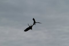 1019-Dieren