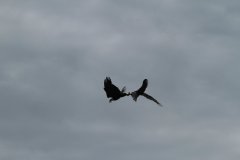 1020-Dieren
