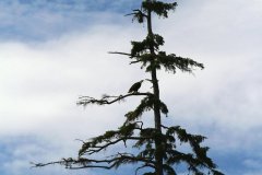 1021-Dieren
