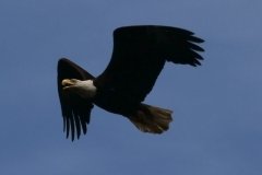 1022-Dieren
