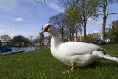 1025-Dieren