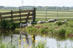 1026-Dieren
