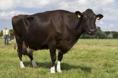 1027-Dieren