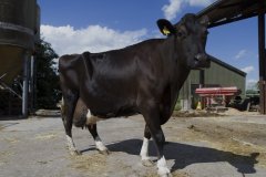 1028-Dieren