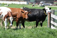 1029-Dieren