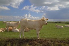 1030-Dieren