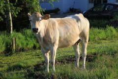 1031-Dieren