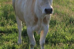 1032-Dieren