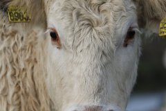 1033-Dieren