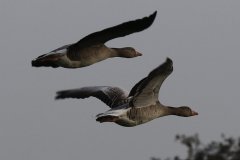 1034-Dieren