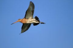 1036-Dieren