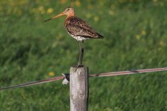 1037-Dieren