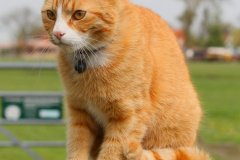1038-Dieren