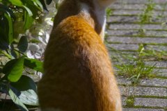 1039-Dieren