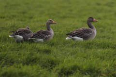 1041-Dieren