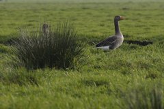1042-Dieren